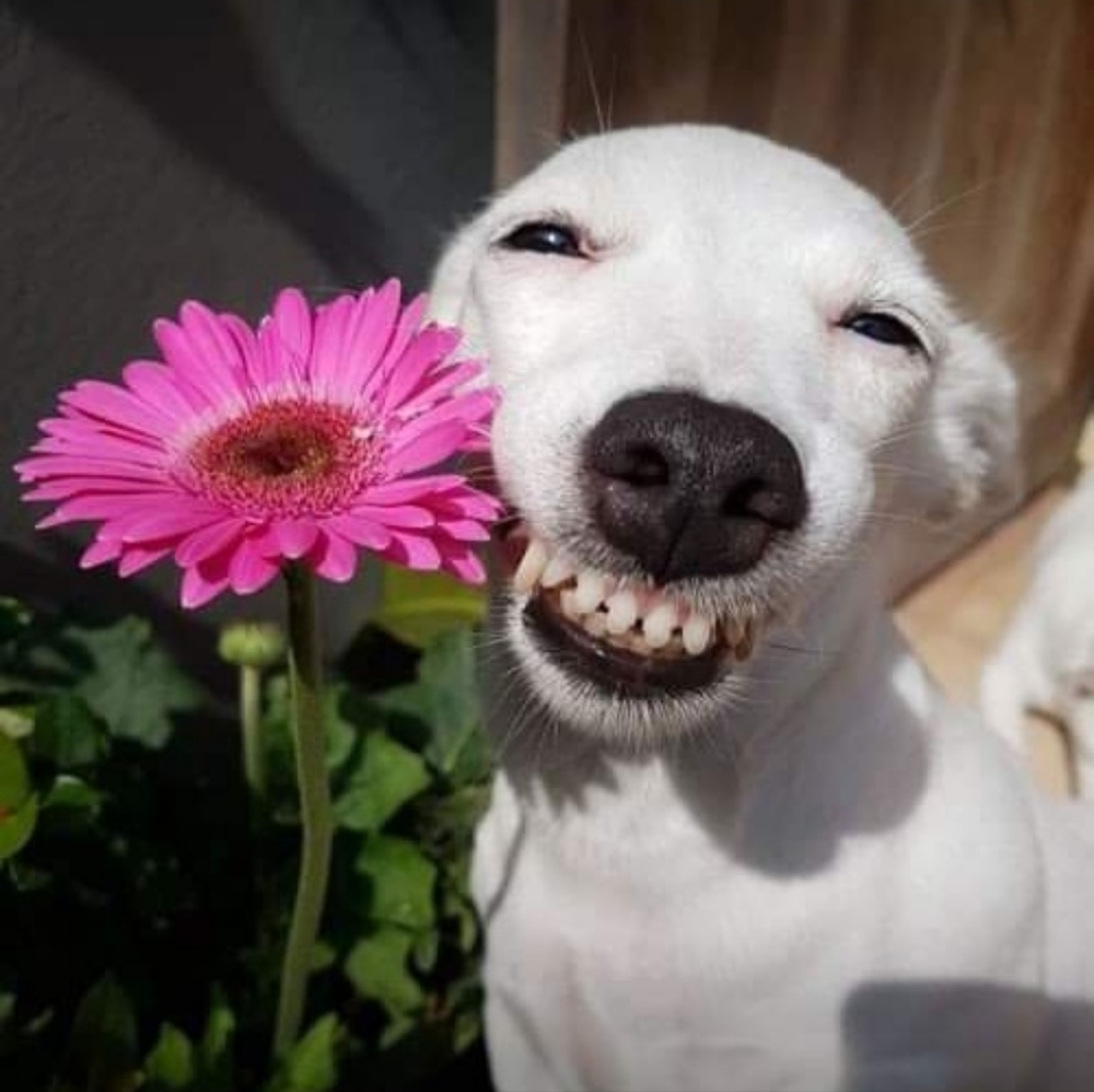 Meet your Posher, Jai